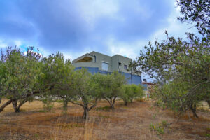 παραγωγή ελαιολάδου Μπουρναζάκης στην Κρήτη