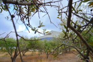 παραγωγή ελαιολάδου Μπουρναζάκης στην Κρήτη